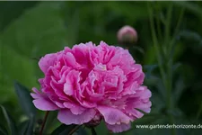 Pfingstrose 'Amabilis' 2 Liter Topf