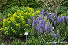 Leichtlins Prärielilie 'Caerulea' 2 Liter Topf