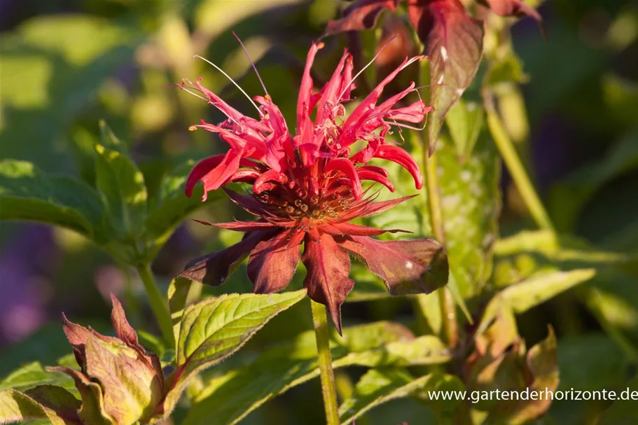 Indianernessel 'Gardenview Scarlet' 9 x 9 cm Topf 0,5 Liter