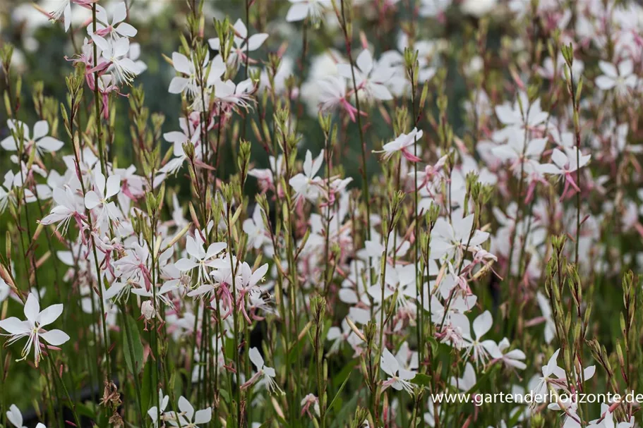 Prachtkerze 'Whirling Butterflies' 1 Liter Topf