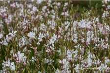 Prachtkerze 'Whirling Butterflies' 1 Liter Topf