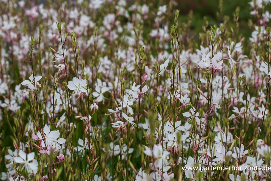 Prachtkerze 'Whirling Butterflies' 1 Liter Topf