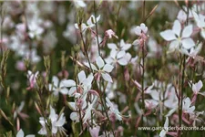 Prachtkerze 'Whirling Butterflies' 1 Liter Topf