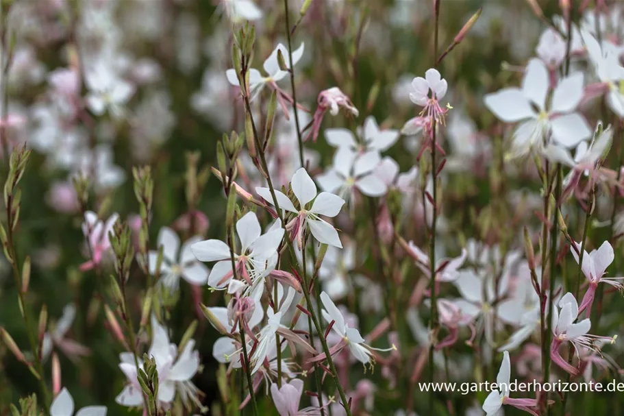 Prachtkerze 'Whirling Butterflies' 1 Liter Topf