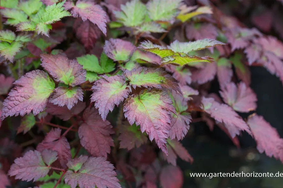 Prachtspiere 'Colour Flash' 1 Liter Topf