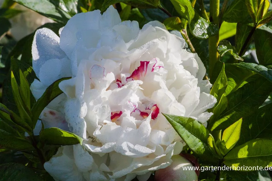 Pfingstrose 'Festiva Maxima' 1 Liter Topf