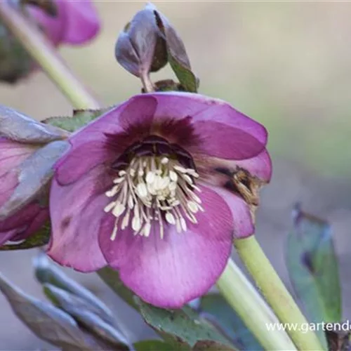 Helleborus x orientalis