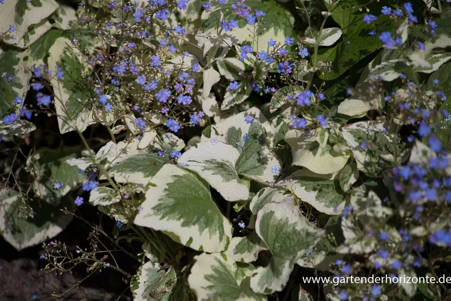 Kaukasusvergissmeinnicht 'Variegata' 1,3 Liter Topf