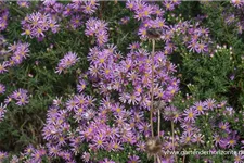 Pringleis Myrten-Aster 'Pink Star' 1 Liter Topf