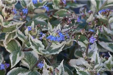 Kaukasusvergissmeinnicht 'Variegata' 1,3 Liter Topf