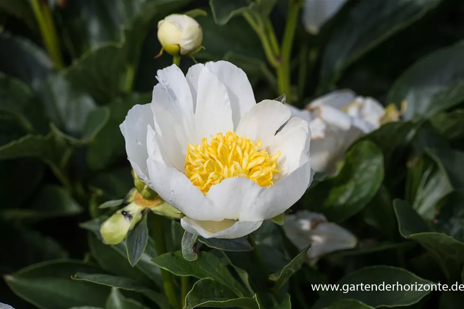 Pfingstrose 'Jan van Leeuwen' 2 Liter Topf