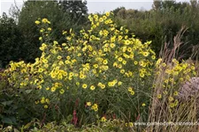 Kellermanns Sonnenblume 1 Liter Topf