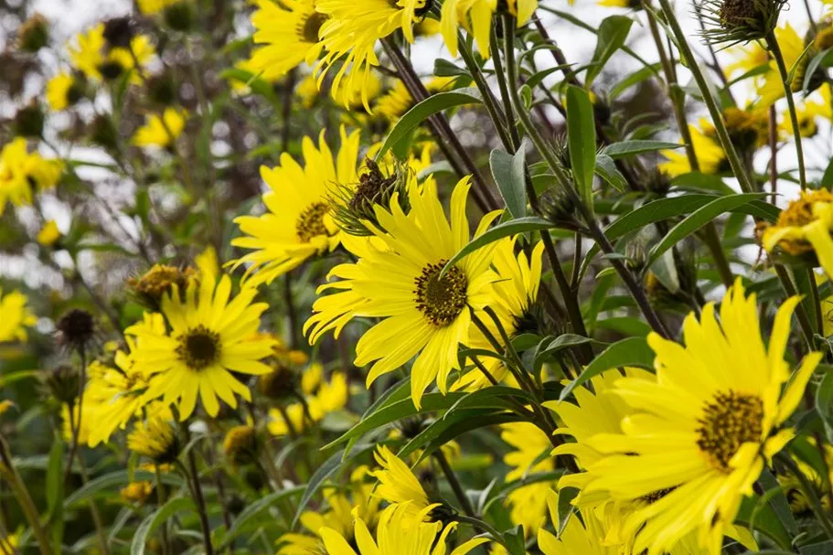 Kellermanns Sonnenblume 1 Liter Topf