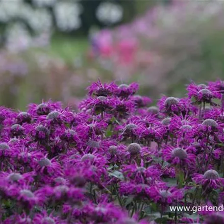 Indianernessel 'Saxon Purple'