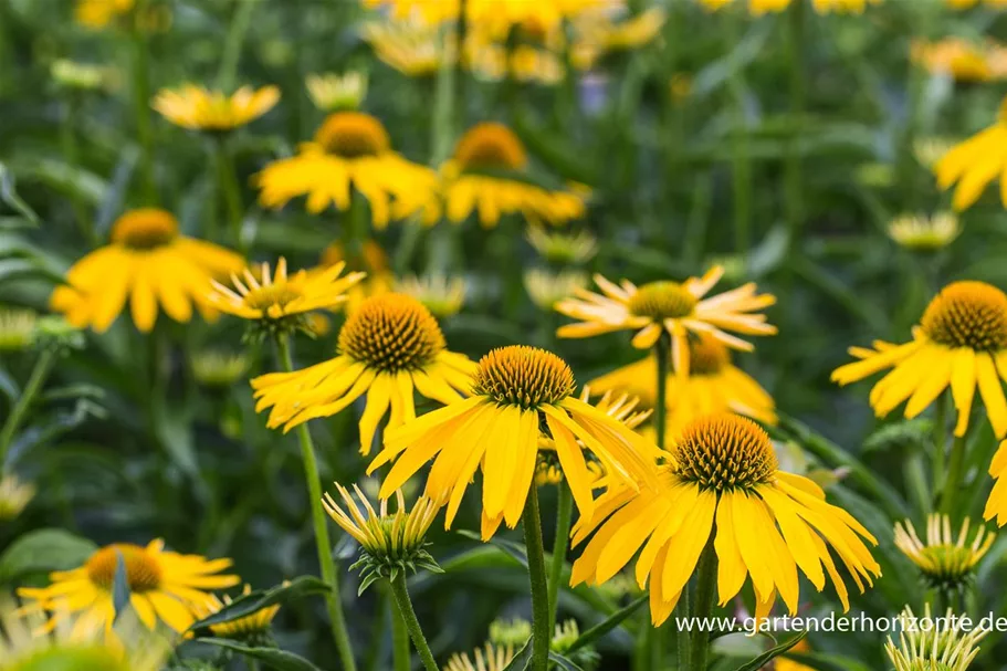 Scheinsonnenhut 'Summer Breeze' 1 Liter Topf