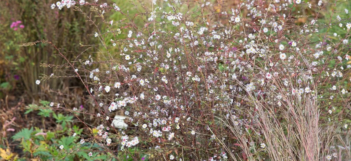 Waagerechte Aster 'Speyrer Herbstwoge' 1 Liter Topf