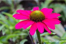 Echinacea purpurea 'SunSeekers Magenta' -R- C 2 VR 