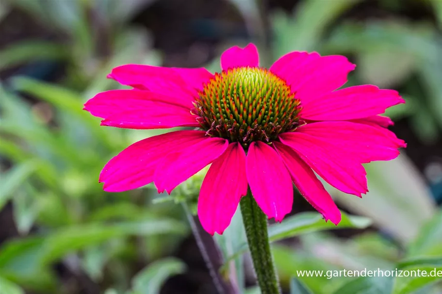 Echinacea purpurea 'SunSeekers Magenta' -R- C 2 VR 