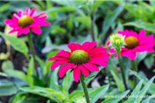 Echinacea purpurea 'SunSeekers Magenta' -R- C 2 VR 