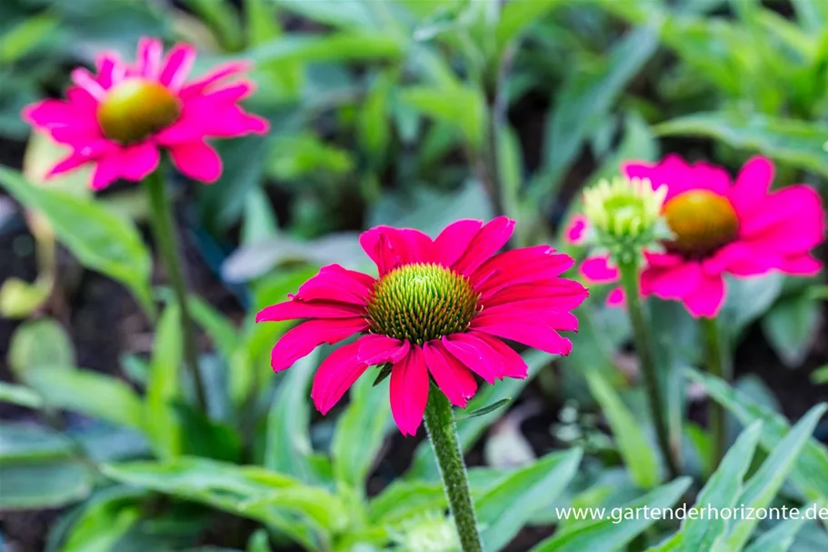 Echinacea purpurea 'SunSeekers Magenta' -R- C 2 VR 