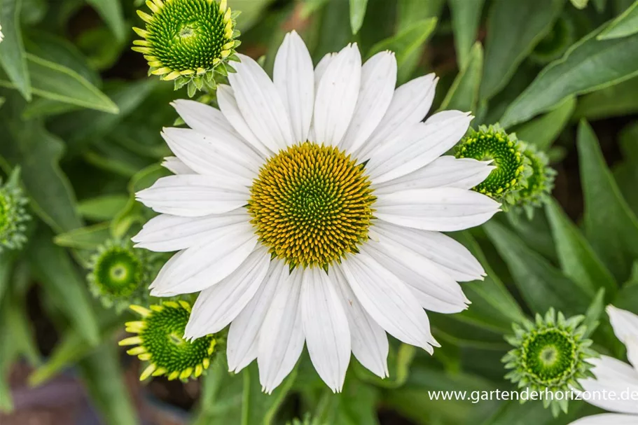 Echinacea purpurea 'SunSeekers White' -R- C 2 VR 