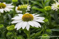 Echinacea purpurea 'SunSeekers White' -R- C 2 VR 