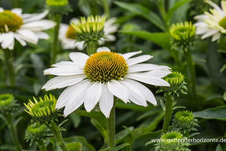 Echinacea purpurea 'SunSeekers White' -R- C 2 VR 