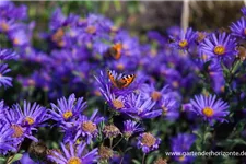 Sommer-Aster 'Blue King' 9 x 9 cm Topf 0,5 Liter