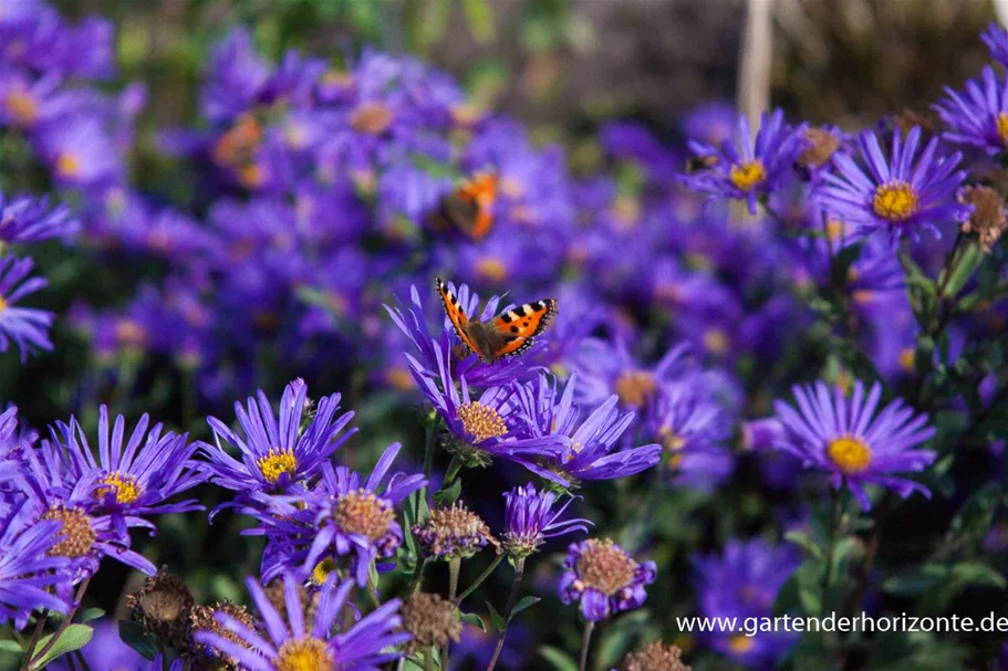 Sommer-Aster 'Blue King' 9 x 9 cm Topf 0,5 Liter