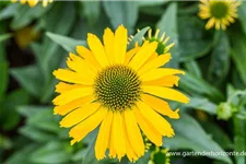 Echinacea purpurea 'SunSeekers Yellow' -R- C 2 VR 