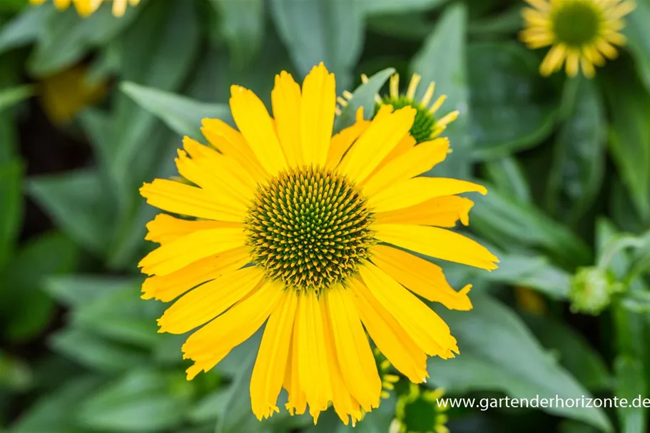 Echinacea purpurea 'SunSeekers Yellow' -R- C 2 VR 