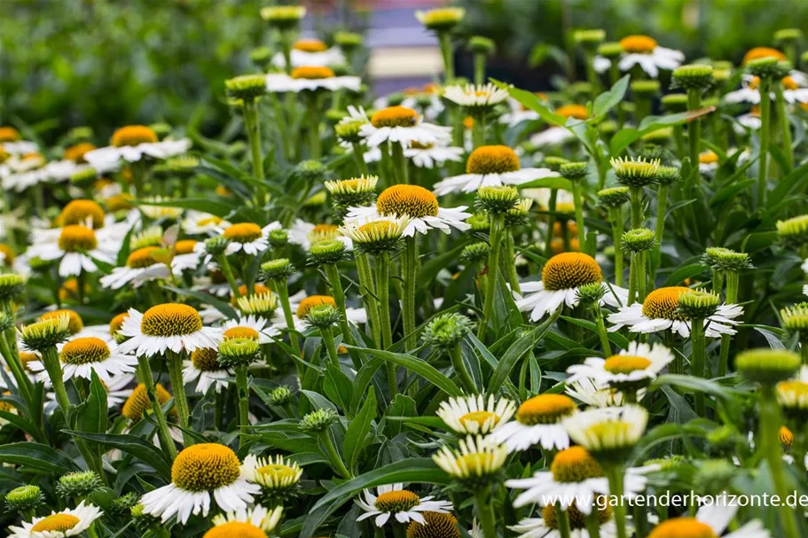 Scheinsonnenhut 'White Meditation' 1 Liter Topf