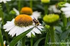 Scheinsonnenhut 'White Meditation' 1 Liter Topf