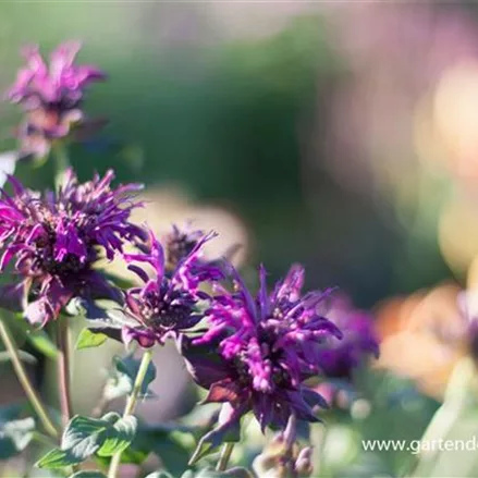 Indianernessel 'Violacea'