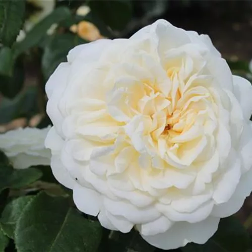 Strauchrose 'Tranquility'®