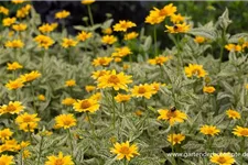 Sonnenauge 'Lorraine ' 1 Liter Topf