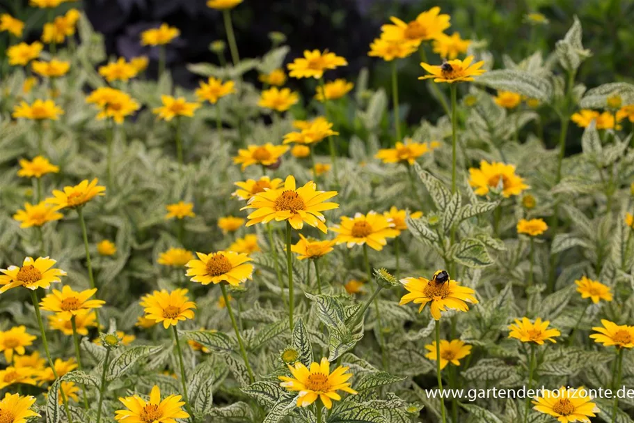 Sonnenauge 'Lorraine ' 1 Liter Topf