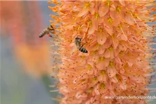 Isabellen-Steppenkerze 'Cleopatra' 2 Liter Topf