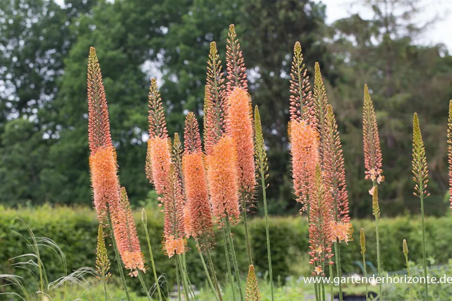 Isabellen-Steppenkerze 'Cleopatra' 2 Liter Topf