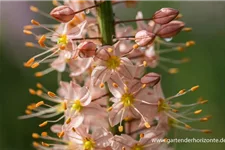 Isabellen-Steppenkerze 'Cleopatra' 2 Liter Topf