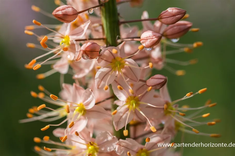 Isabellen-Steppenkerze 'Cleopatra' 2 Liter Topf