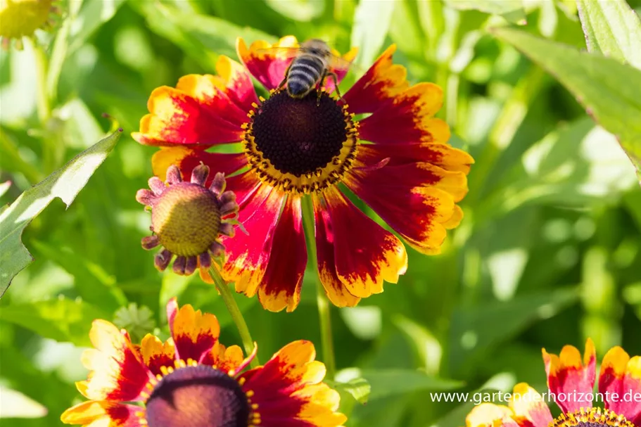 Sonnenbraut 'Biedermeier' 1 Liter Topf