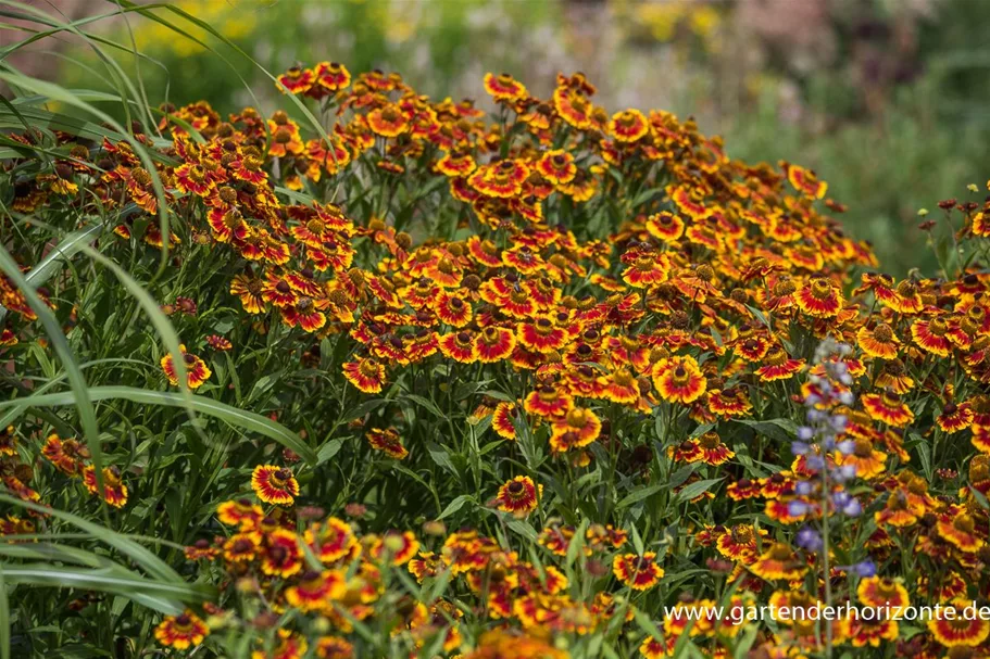 Sonnenbraut 'Biedermeier' 1 Liter Topf