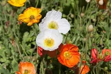 Island-Mohn 'Gartenzwerg' 9 x 9 cm Topf 0,5 Liter