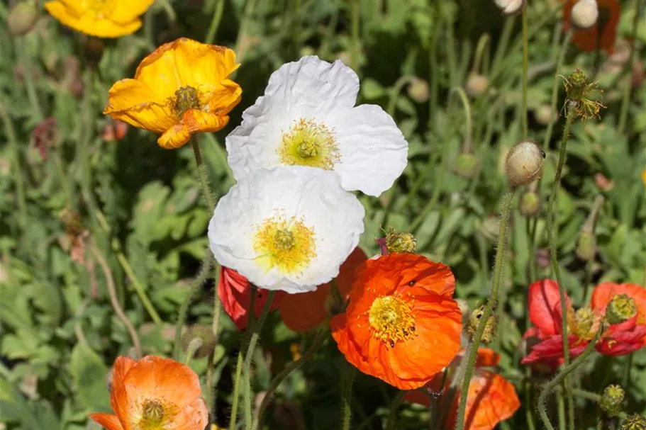 Island-Mohn 'Gartenzwerg' 9 x 9 cm Topf 0,5 Liter