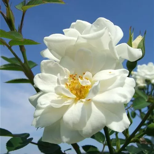 Bodendecker Rose 'Kent'®