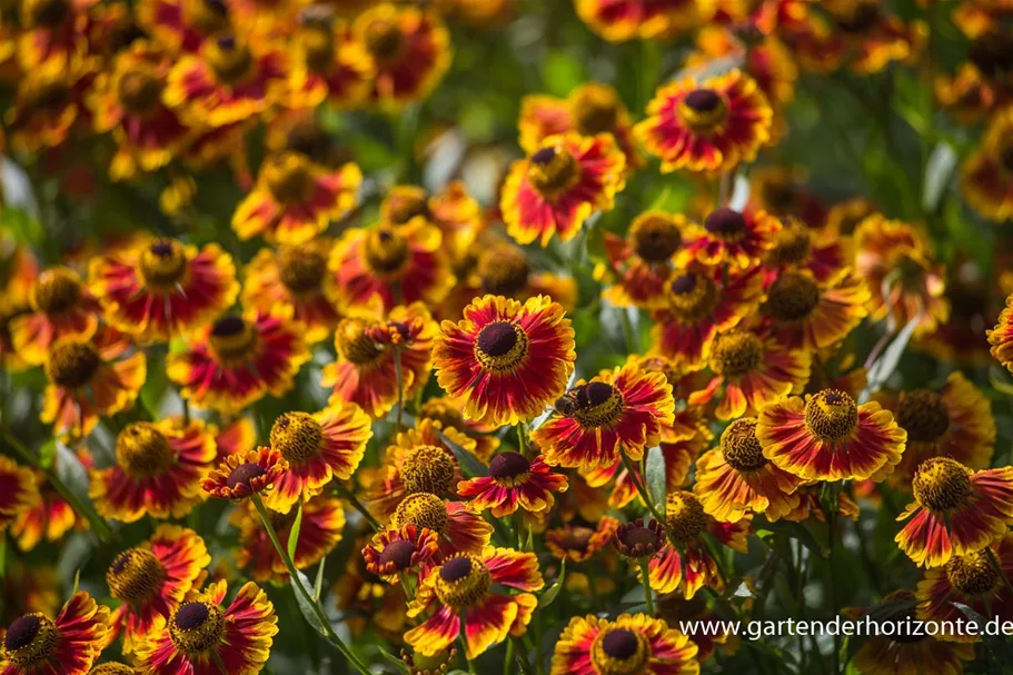 Sonnenbraut 'Biedermeier' 1 Liter Topf