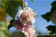 Strauch-Stockrose 'Parkfrieden' 1 Liter Topf