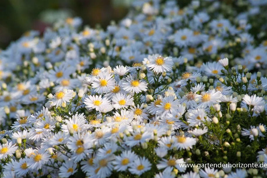 Kissen-Aster 'Apollo' 9 x 9 cm Topf 0,5 Liter