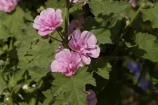 Strauch-Stockrose 'Parkrondell' 1 Liter Topf